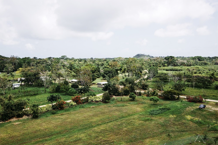 Copal Tree Farm