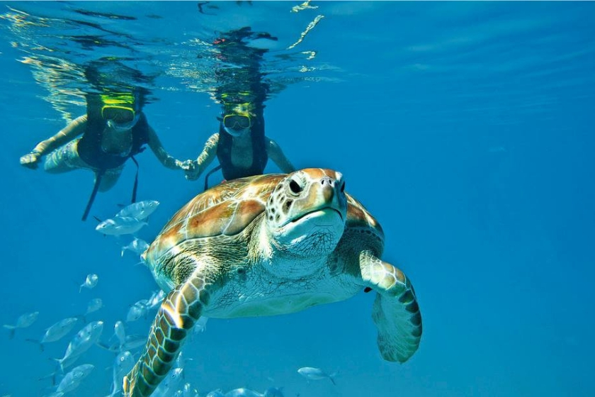 Snorkel at the Reef