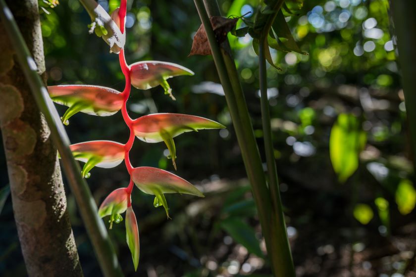 Sweet Songs Jungle Lodge Grounds