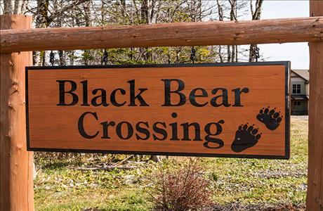 Black Bear Crossing