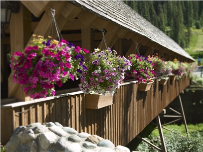 43:6f:76:65:72:65:64:20:42:72:69:64:67:65