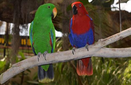 Reptile Gardens Exotic Birds - Rapid City SD