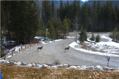 Deer on Driveway